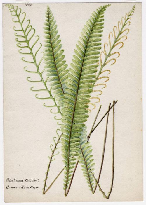 Common Hard Fern