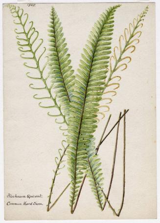 Common Hard Fern