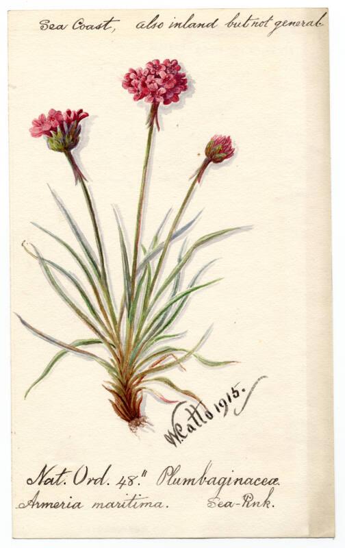 Plumbaginacea Armeria maritima