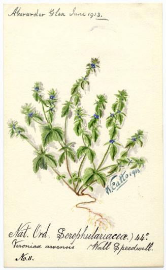 Wall Speedwell (Veronica arvensis)
