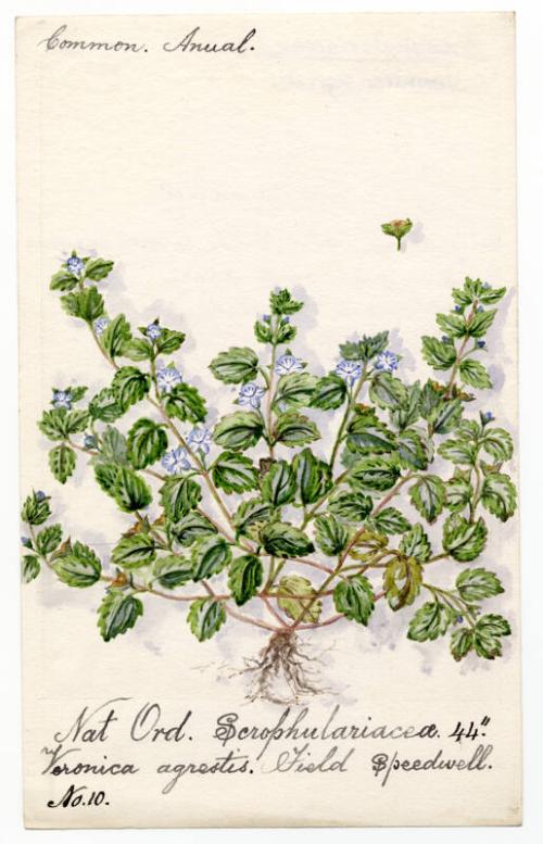 Field Speedwell (Veronica agrestis)
