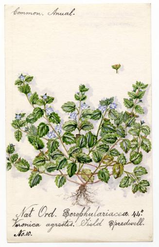 Field Speedwell (Veronica agrestis)