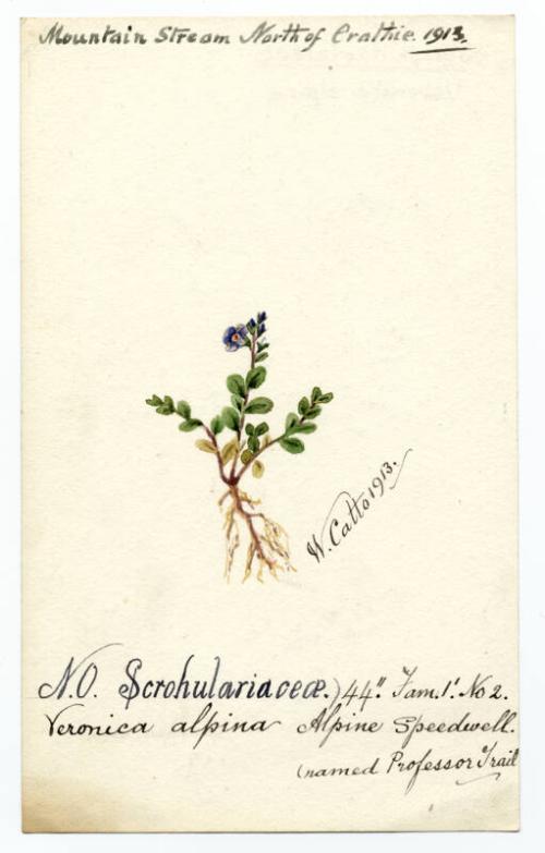 Alpine Speedwell (Veronica alpina)