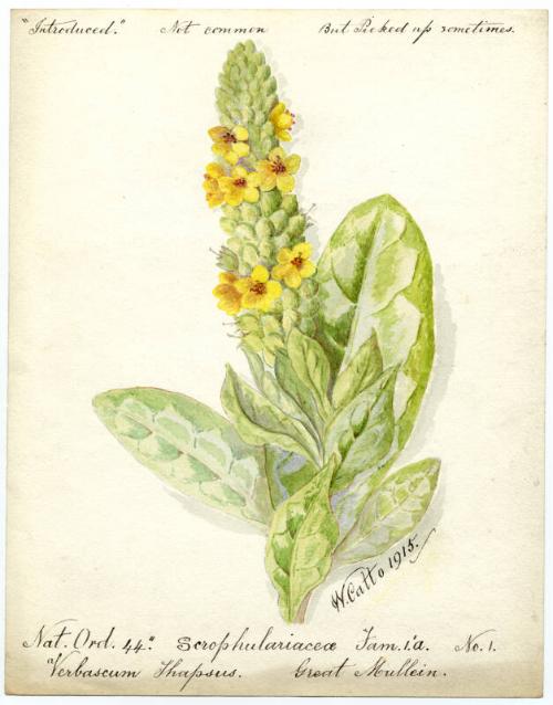 Great Mullein (Verbascum thapsus)