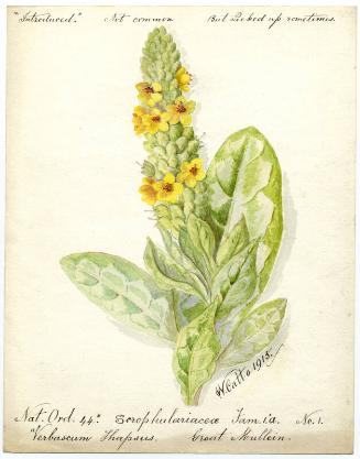 Great Mullein (Verbascum thapsus)