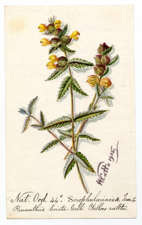 Yellow-rattle (Rhinanthus minor)