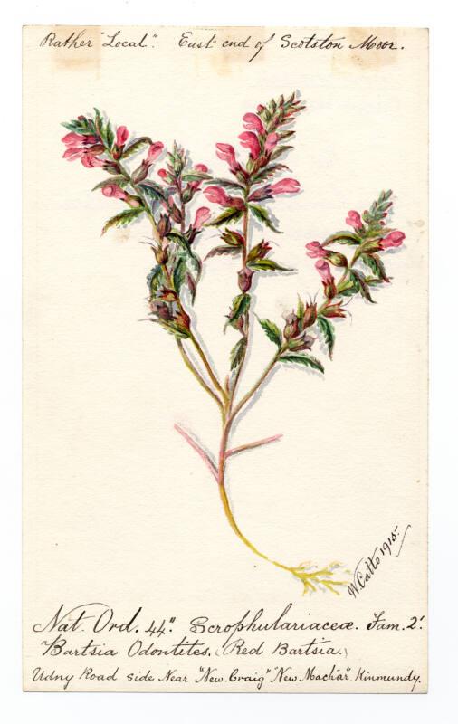 Red Bartsia (Bartsia Odontites)