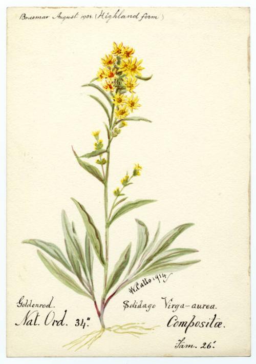 Goldenrod (Solidago Virga-aurea Compositae)