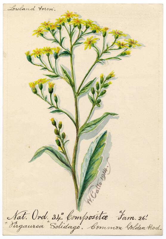 Common Golden-Rod (Virgaurea Solidago)