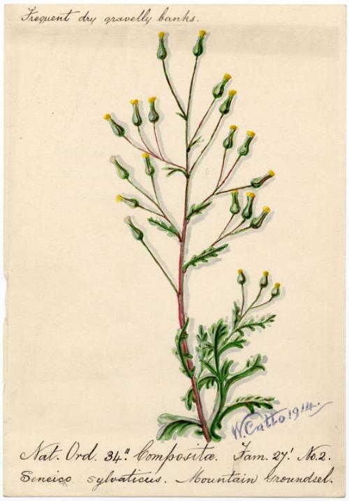 Mountain Groundsel (Senecio sylvaticus)