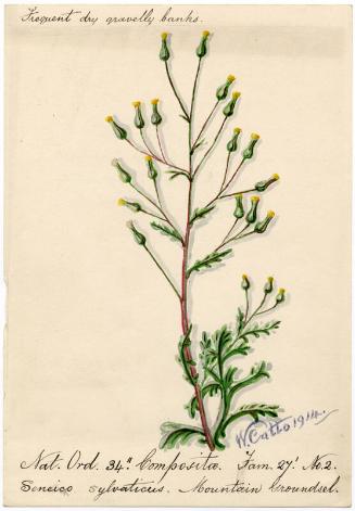 Mountain Groundsel (Senecio sylvaticus)