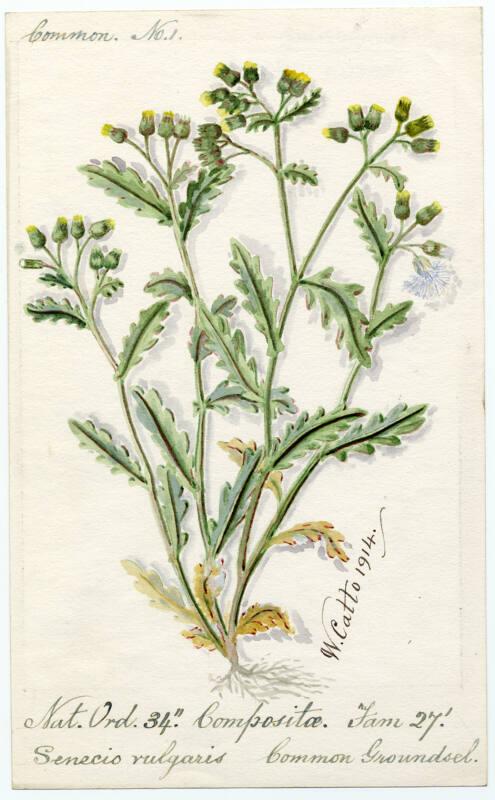 Common Groundsel (Senecio vulgaris)