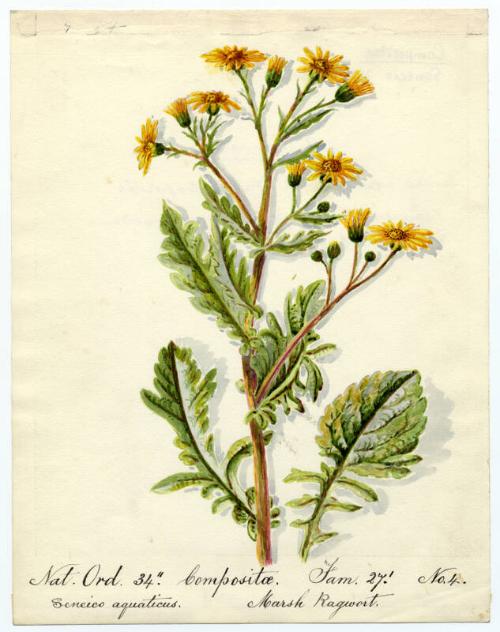 Marsh Ragwort (Senecio aquaticus)