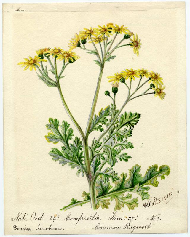 Common Ragwort (Senecio Jacobaea)