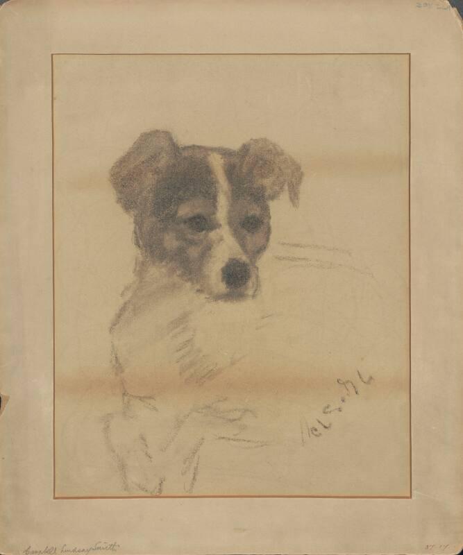 Study of Head of a Fox Terrier