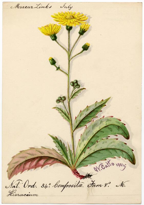 Hieracium