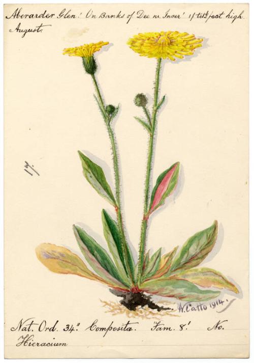 Hieracium