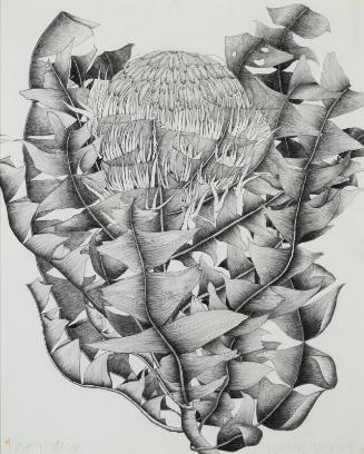 Protea II