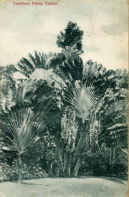 Travellers Palms, Ceylon