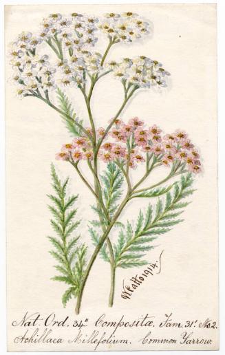 Common Yarrow (Achillea millefolium)