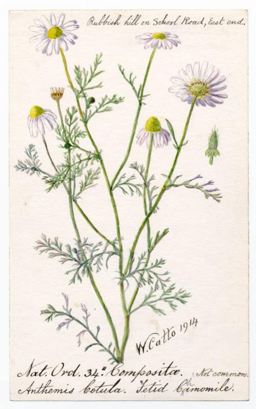 Fetid Charmomile (Anthemis cotula)