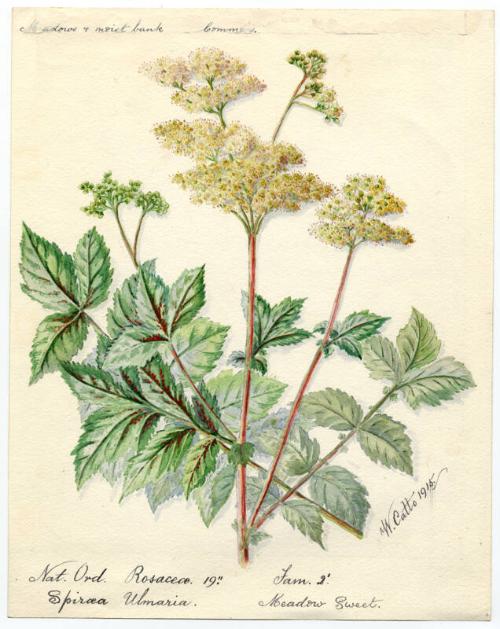 Meadow Sweet (Filipendula ulmaria)