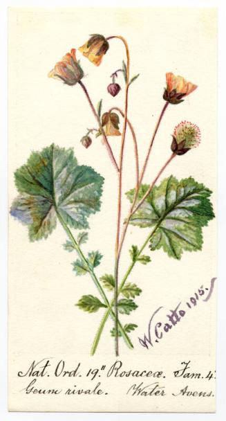 Water Avens (Geum rivale)