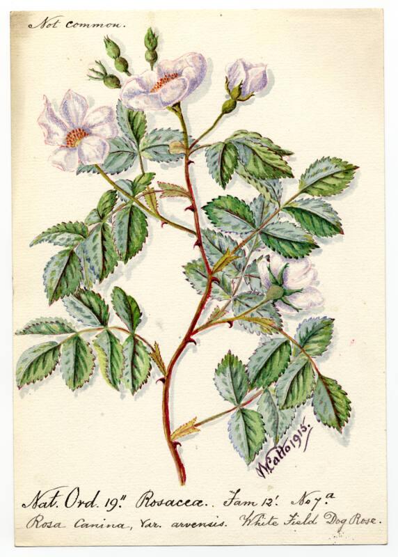 White Field Dog Rose (Rosa Canina)