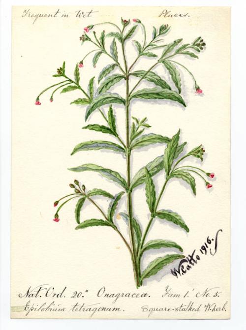 Square-stalked W. herb (Epilobium tetragonum)