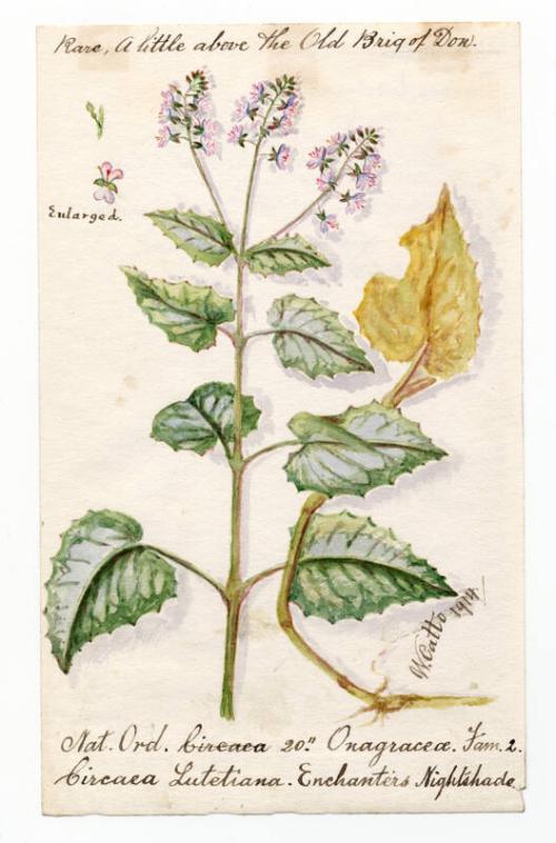 Nightshade (Circaea lutetiana)