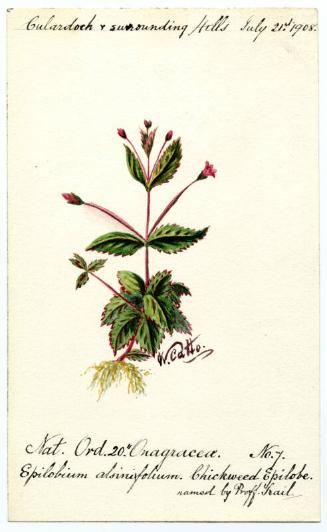 Chickweed Epilobe (Epilobium alsinifolium)