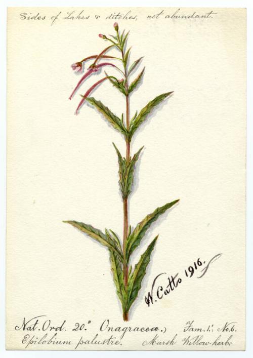 Marsh Willow-herb (Epilobium palustre)