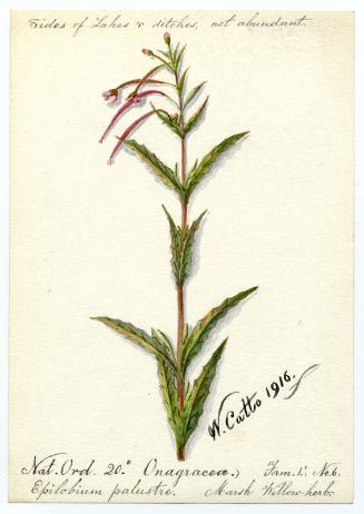 Marsh Willow-herb (Epilobium palustre)