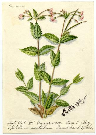 Broad leaved Epilobe (Epilobium montanum)