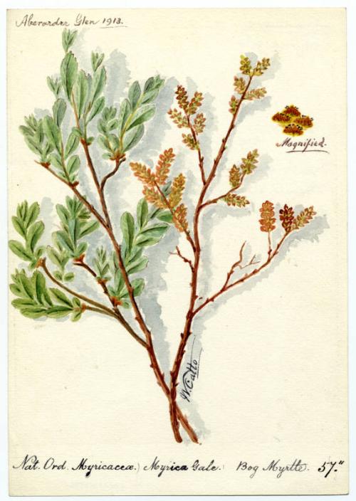 Bog Myrtle (Myrica gale)