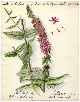 Purple Loose-strife (Lythrum salicaria)