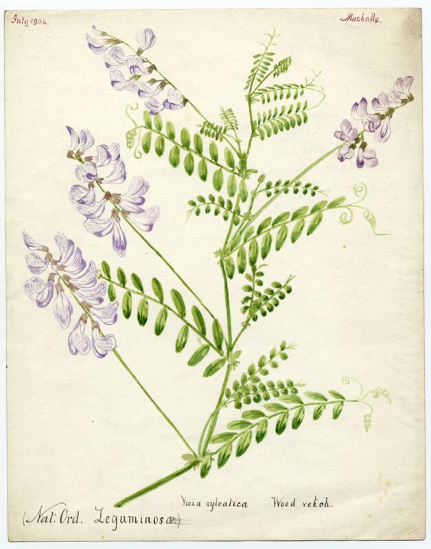 Wood vetch (Vicia sylvatica)