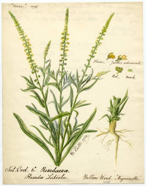 Yellow weed (Reseda luteola)