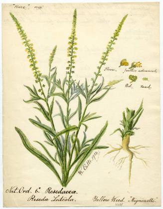 Yellow weed (Reseda luteola)