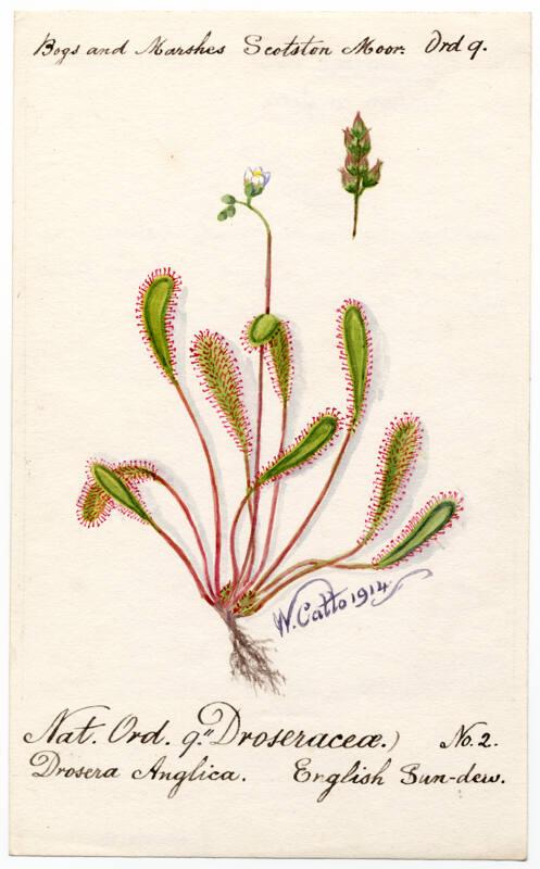 English Sun-dew (Drosera anglica)